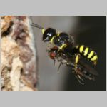 Ectemnius cavifrons oder ruficornis - Grabwespe w09d 11mm beim Nesteintrag - Platycheirus albimanus - Schwebfliege .jpg